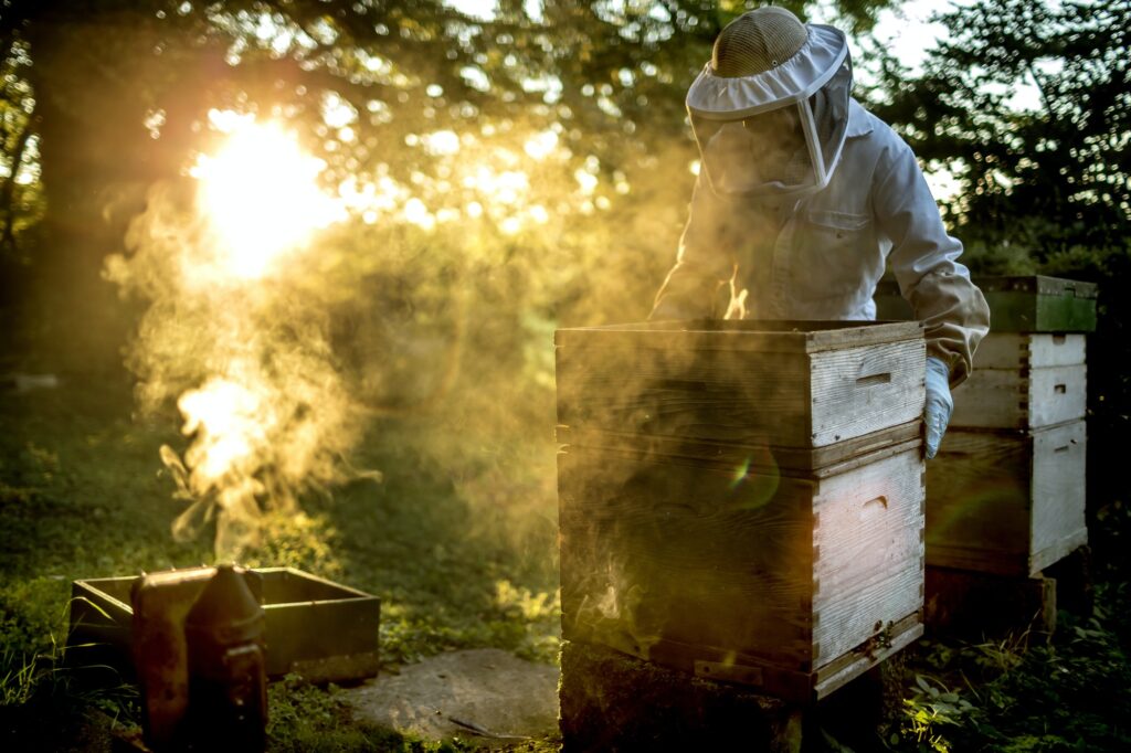 Beekeeper wearing a veil holding a beehive with a smoker for calming bees on the ground.